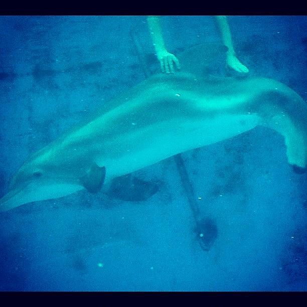 Meet Winter.... Dolphin Without A Photograph by Lauren Jean