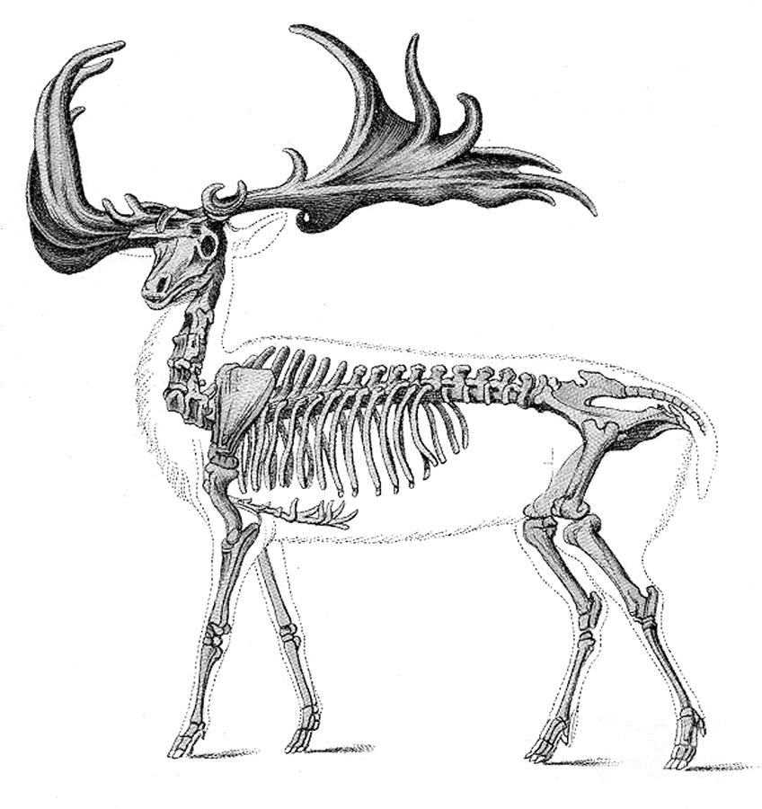 Megaloceros, Cenozoic Mammal Photograph by Science Source