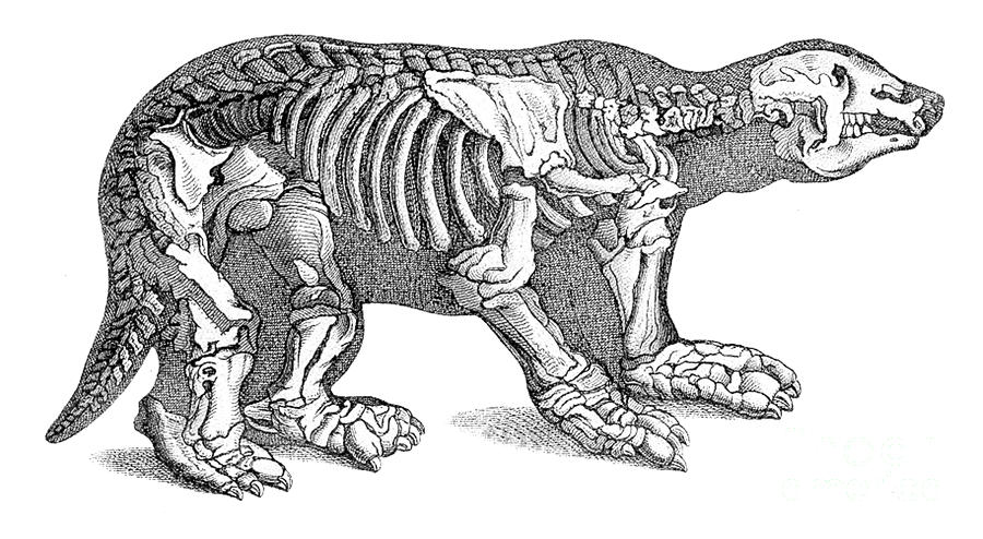 Megatherium, Cenozoic Mammal Photograph by Science Source
