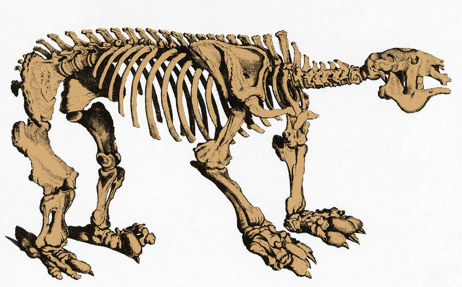 Megatherium, Extinct Ground Sloth Photograph by Science Source