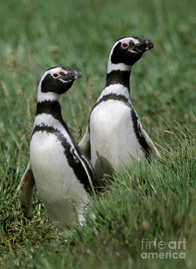 Megellanic Penguin Couple - Patagonia Photograph by Craig Lovell