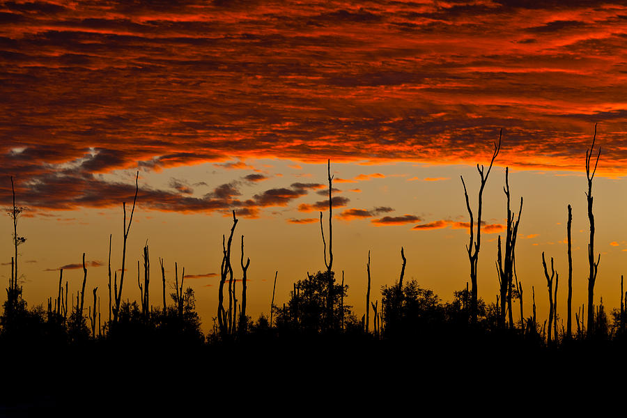 Melaleuca Treetops at Sundown Photograph by Ed Gleichman