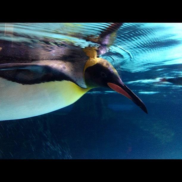 Penguin Photograph - #melbourneaquarium #penguin #underwater by Tony Keim