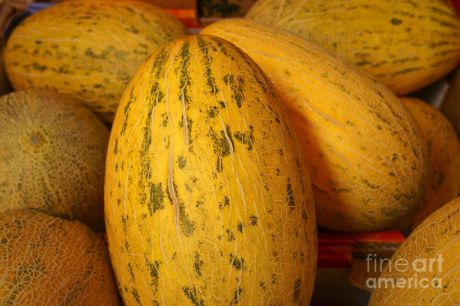 Mellow Yellow Melons Photograph by John  Mitchell