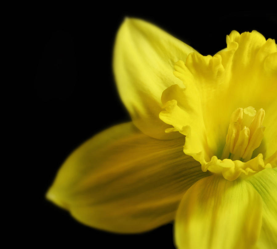 Flower Photograph - Mellow Yellow by Peter Chilelli