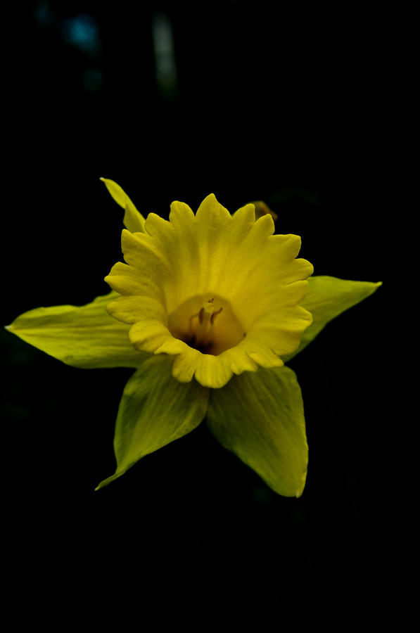 Mellow Yellow Photograph by Travis Crockart
