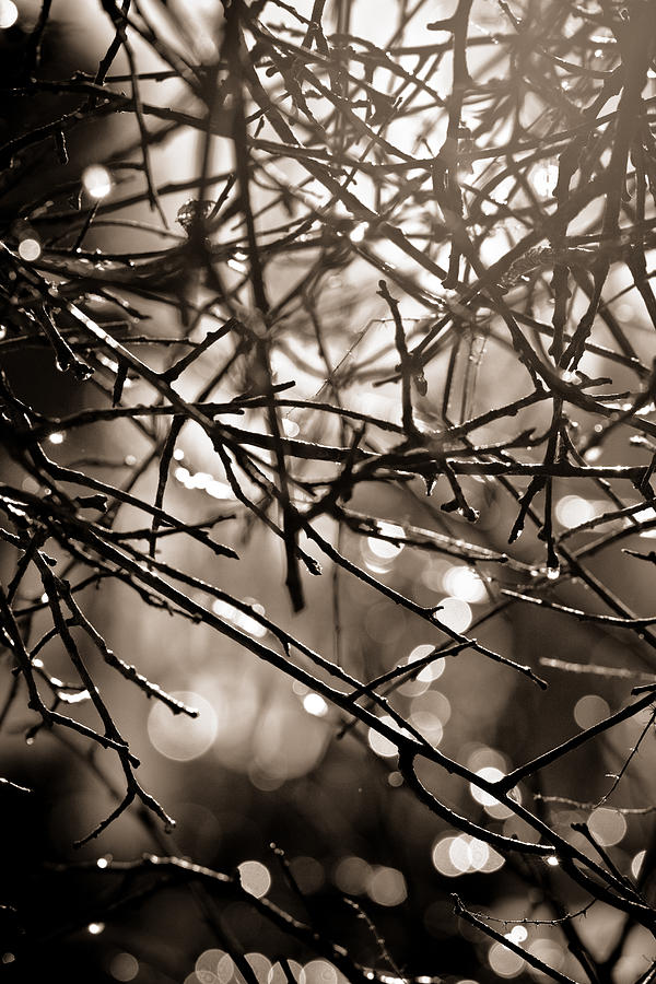 Branches Photograph - Melting Frost by Danielle Silveira