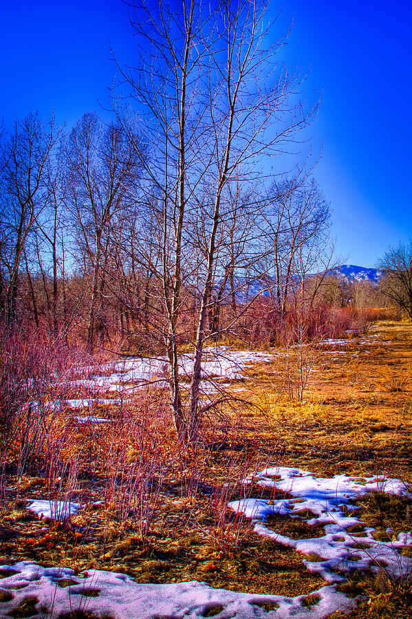 Melting Snow in South Platte Park Photograph by David Patterson