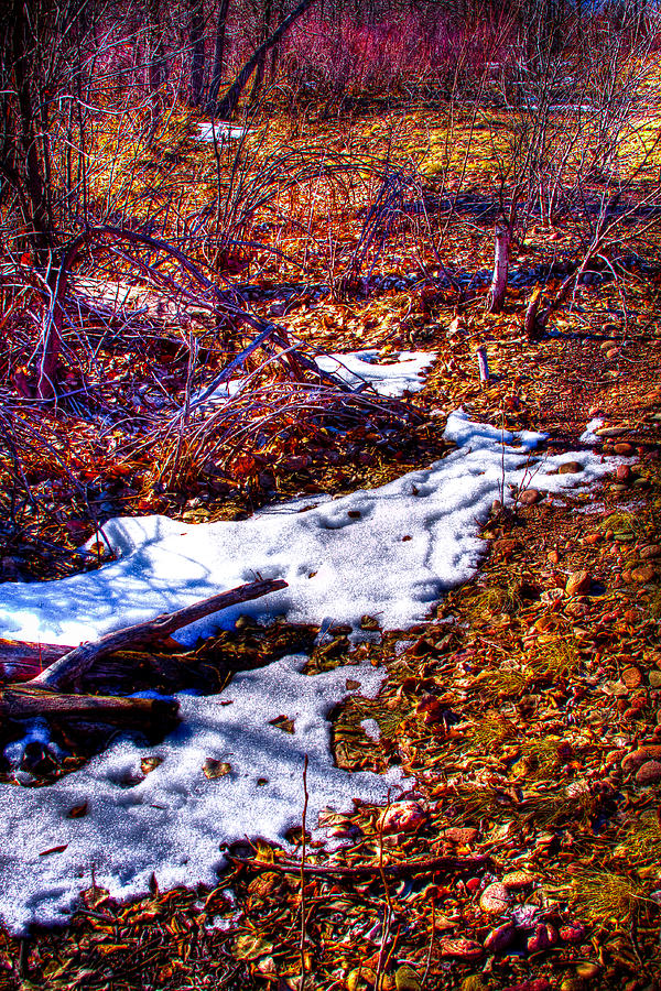Melting Snow in South Platte Park II Photograph by David Patterson