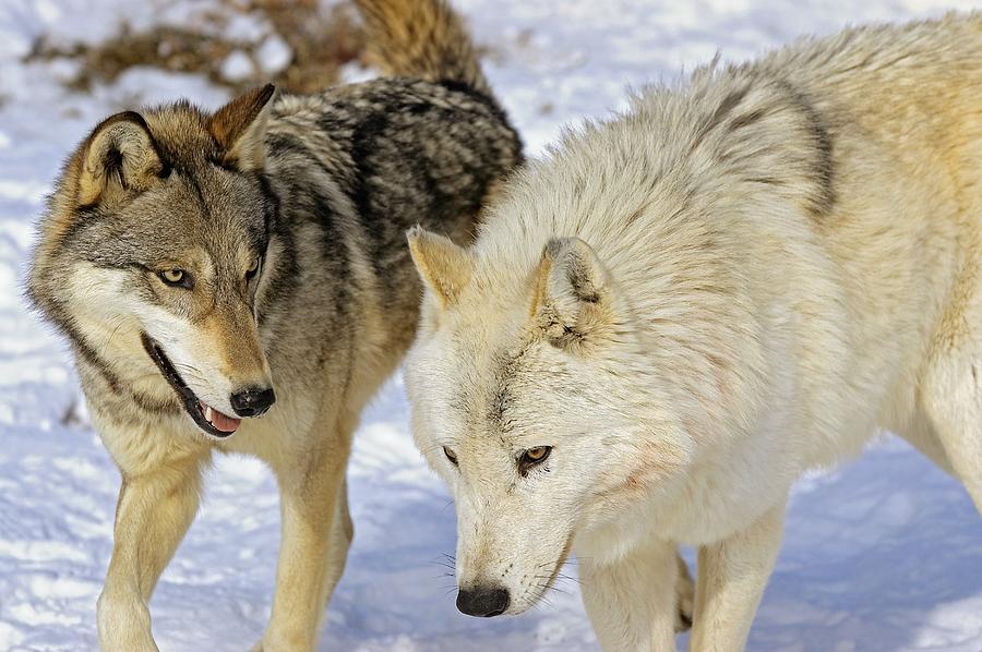 Members Of Wolf Pack Photograph by John Pitcher | Fine Art America