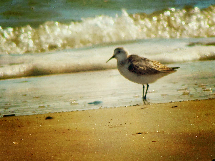 Sandpiper Photograph - Memories of Summer by Amy Tyler
