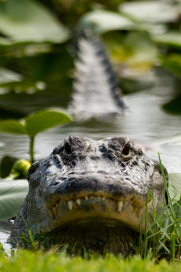 Alligator Photograph - Menacing Gator by Andres Leon