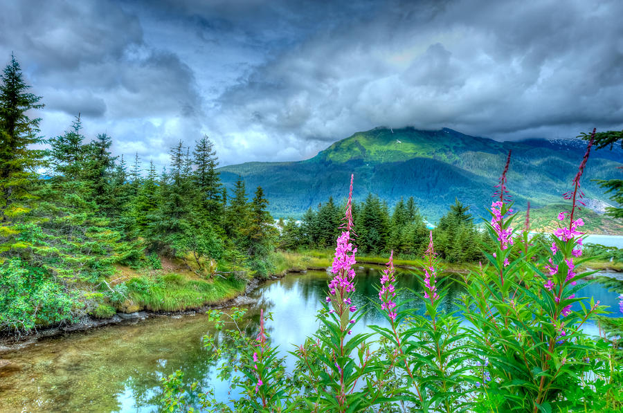 Mendenhall Fireweed Photograph by Don Mennig