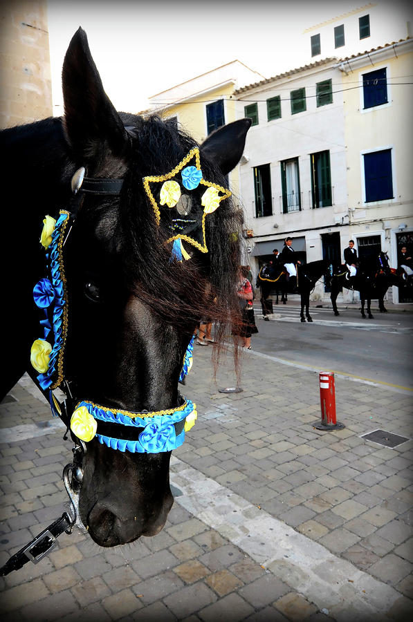 Menorca Horse 1 Photograph by Pedro Cardona Llambias