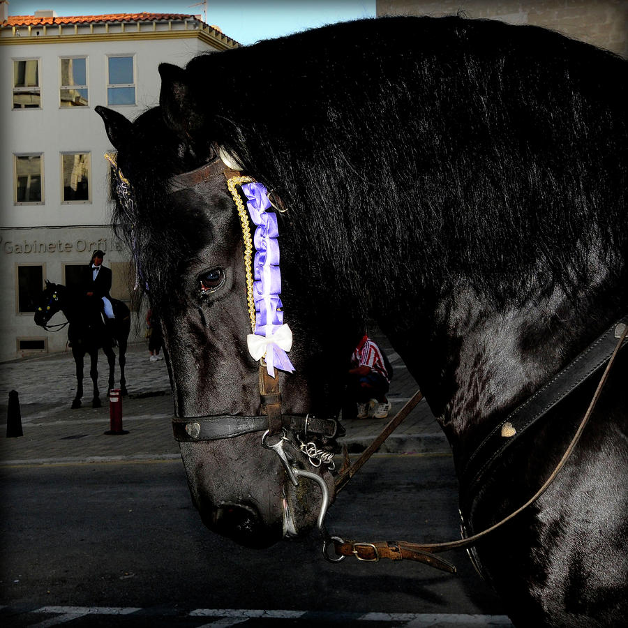Menorca Horse 2 Photograph by Pedro Cardona Llambias