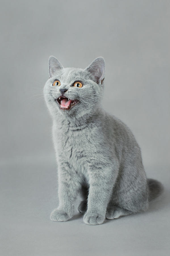 Cat Photograph - Meow by Waldek Dabrowski Cat Photograph - Meow by Waldek Dabrowski