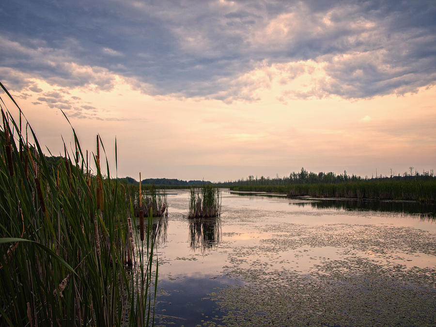 Mer Bleue Bog in the Summertime Photograph by Philip G - Fine Art America