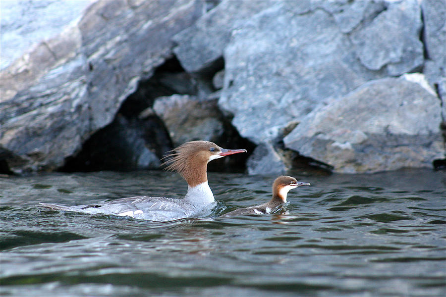 Merganser and Duckling Photograph by Cathie Douglas