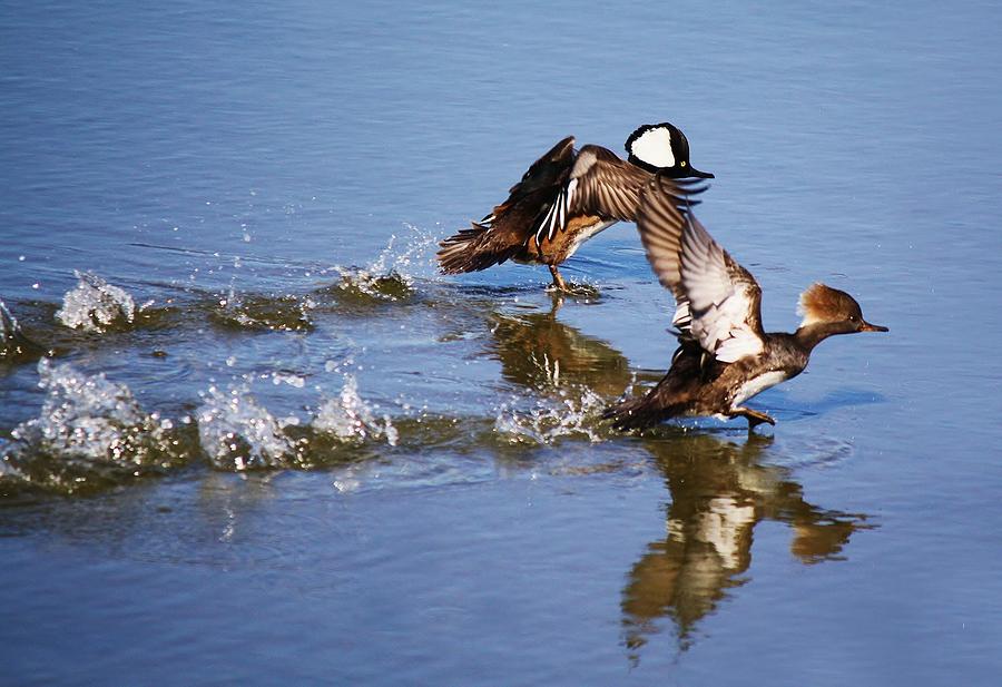 Duck Photograph - Merganser Race by Paulette Thomas