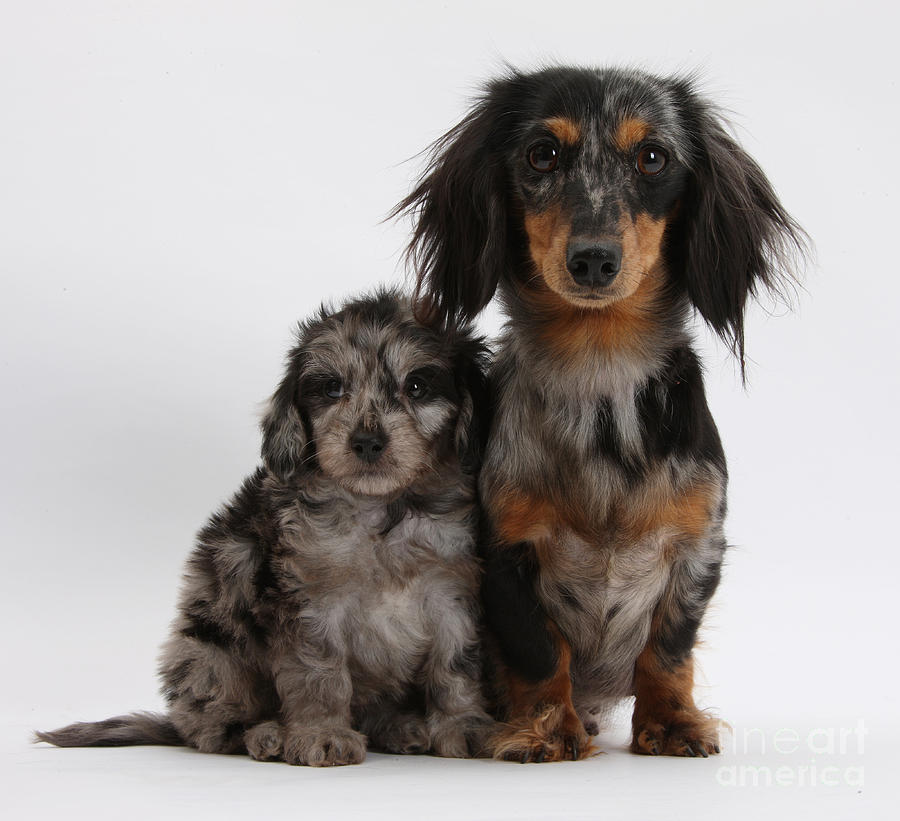 Merle Dachshund And Doxie Doddle Pup Photograph by Mark Taylor