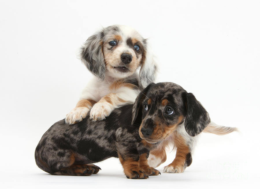 Merle Dachshund Pups Photograph by Mark Taylor