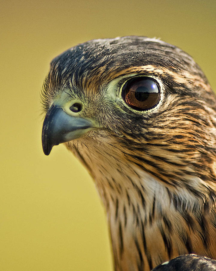 Merlin - a Falcon Photograph by Betty Eich