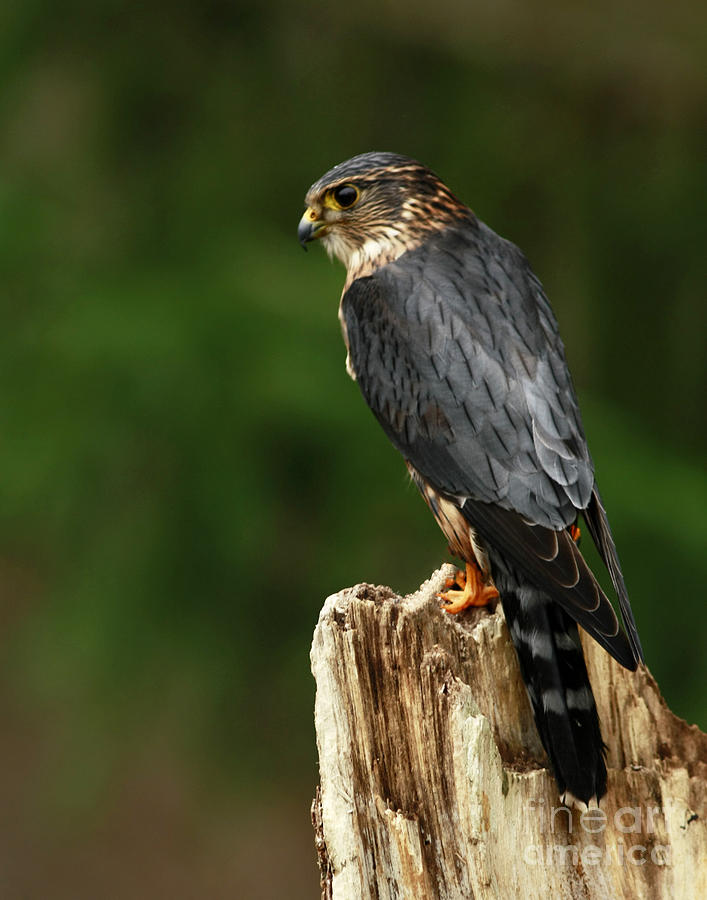 Merlin Look Out Photograph by Inspired Nature Photography Fine Art ...