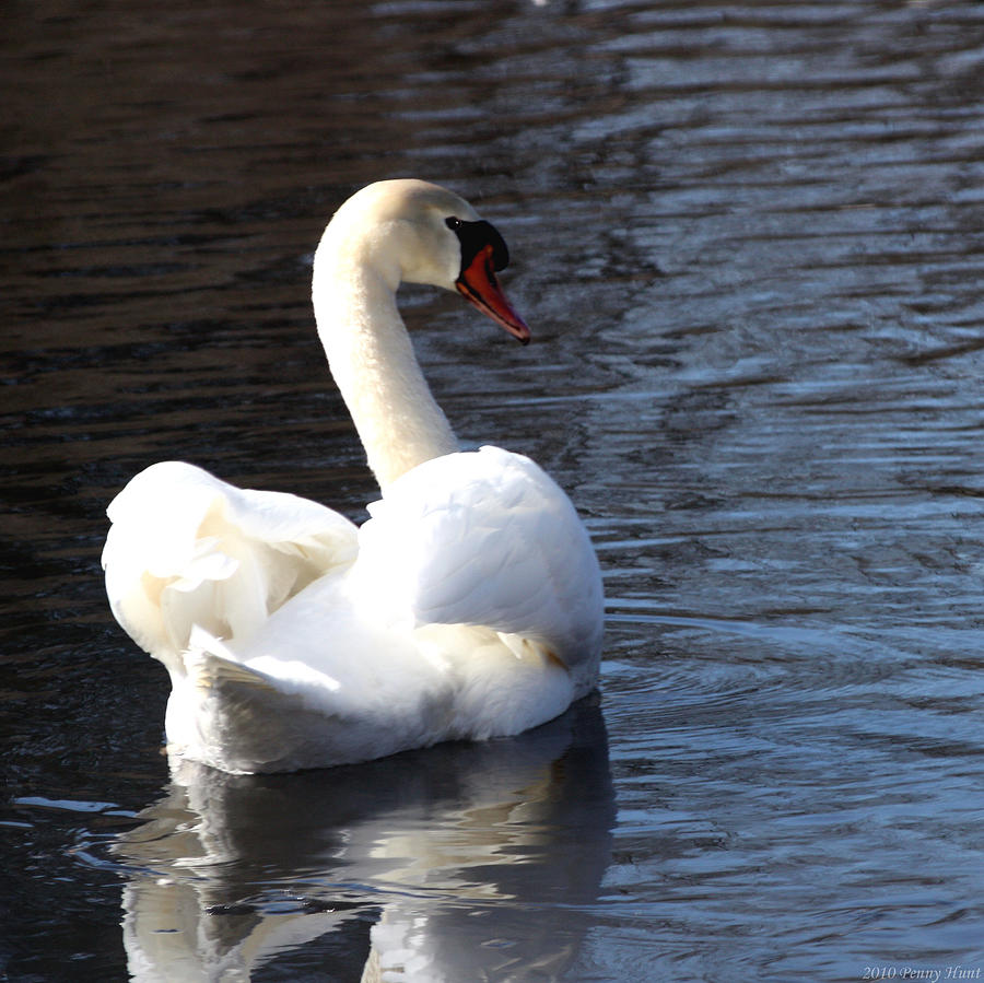 Merrill Park Swan Photograph by Penny Hunt