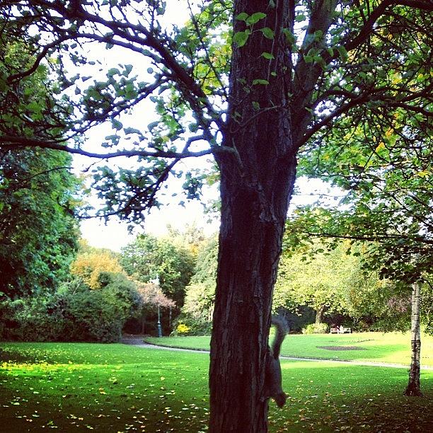 Fall Photograph - Merrion Square Park. #autumn by David Lynch