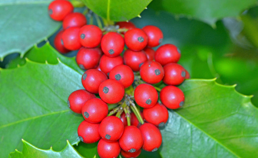 Merry Berries... Photograph by Tanya Tanski