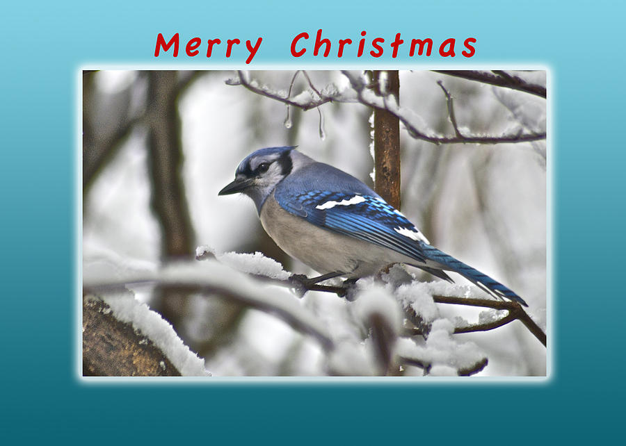 Christmas Photograph - Merry Christmas Bluejay by Michael Peychich