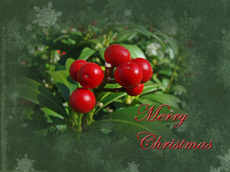 Merry Christmas Greeting Card - Holly Berries Photograph by Carol Senske