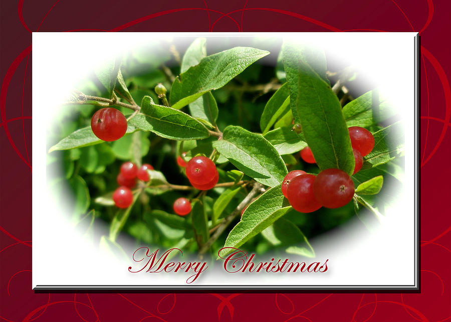 Merry Christmas Greeting Card - Honeysuckle Berries Photograph by Carol Senske
