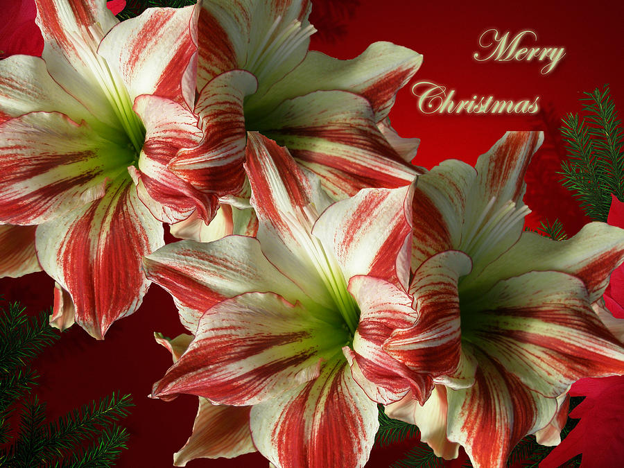 Merry Christmas Greeting Card - Red and White Amaryllis Photograph by Carol Senske