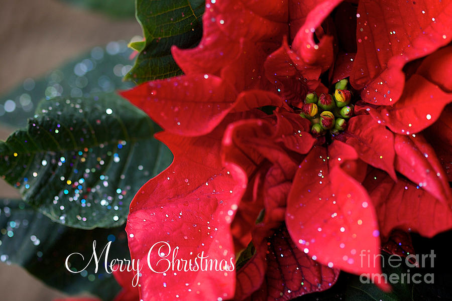 Merry Christmas Poinsettia Photograph by Brooke Roby