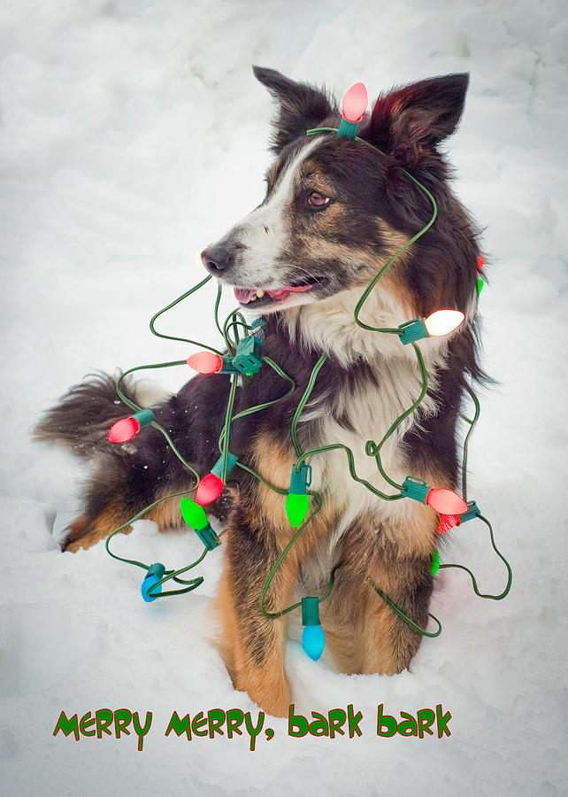 Merry Merry Bark Bark Photograph by Joye Ardyn Durham
