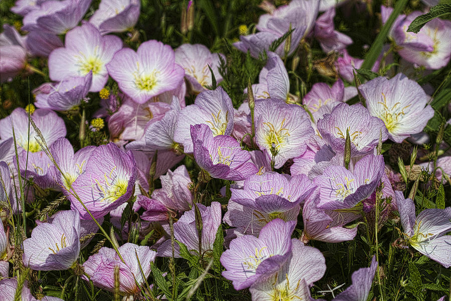 Merry Pink Evening Primrose Wildflowers Photograph by Kathy Clark