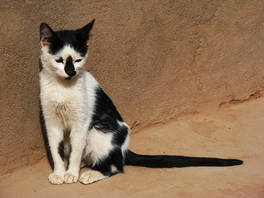 Cat Photograph - Merzouga Desert Morocco by Ian Stevenson