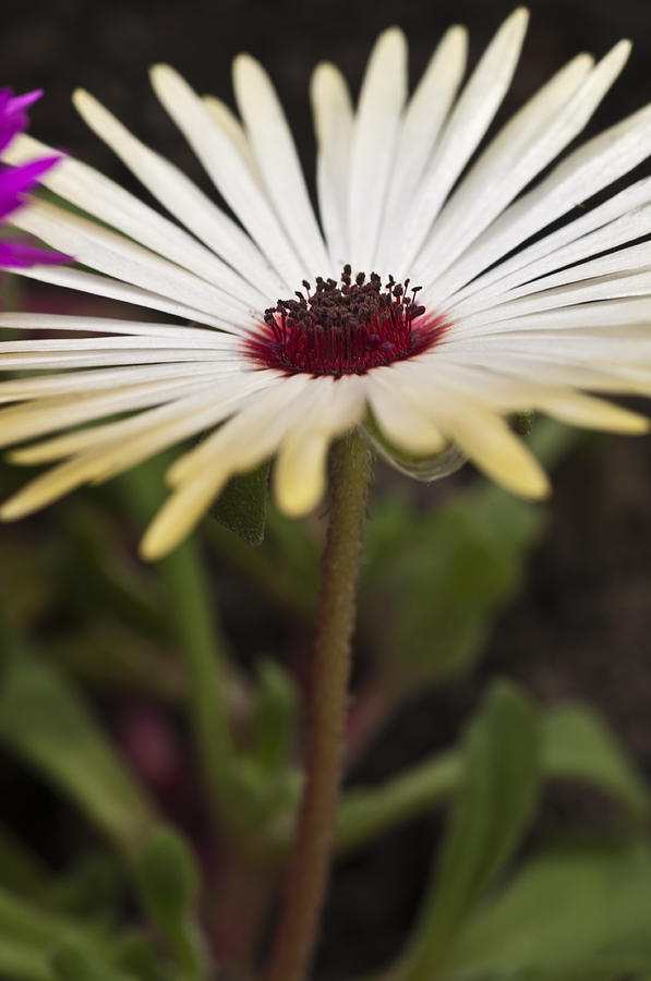 Flowers Still Life Photograph - Mesembryanthemum 4 by Steve Purnell