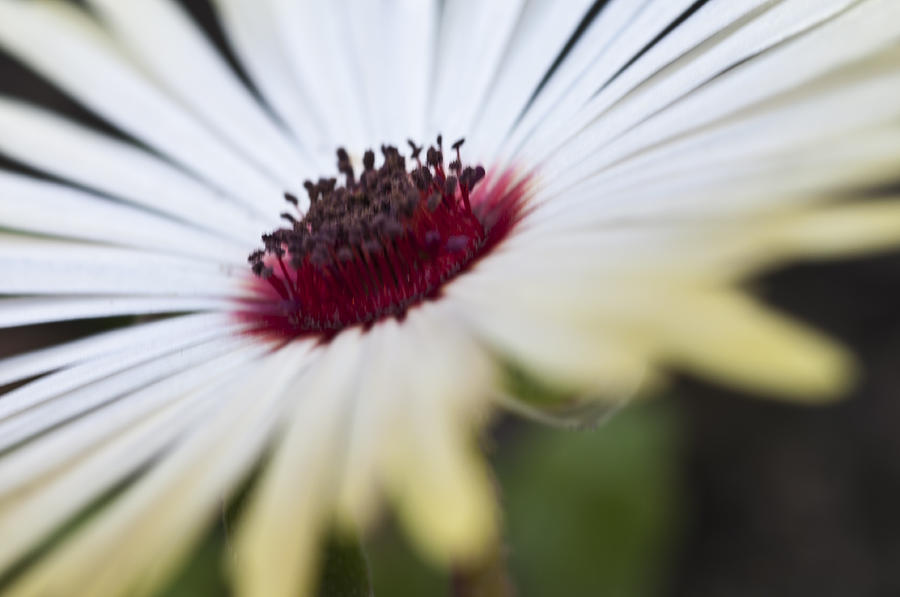 Mesembryanthemum Photograph by Steve Purnell