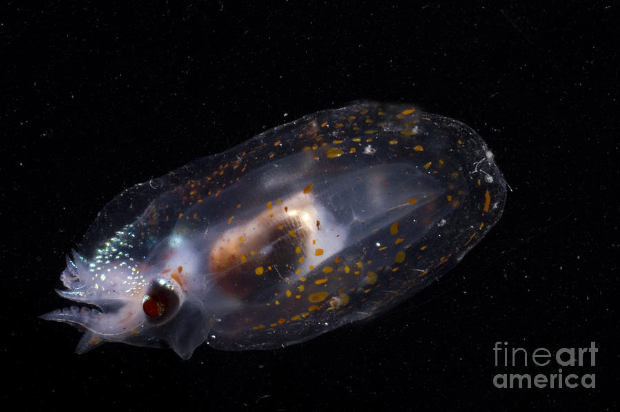 Mesopelagic Squid Photograph by Dante Fenolio