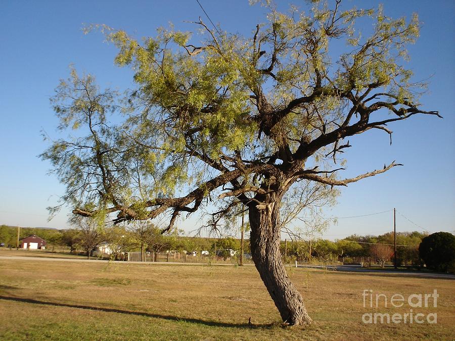 Mesquit tree Strawn TX Photograph by Sherrie Winstead