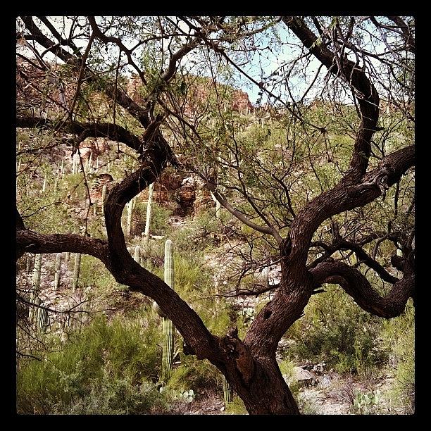 Tree Photograph - Mesquite Tree by Gary Krejca
