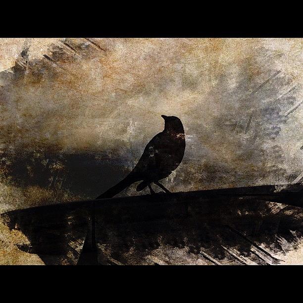 Bird Photograph - Messing Around With Picfx Last Night by Emily W