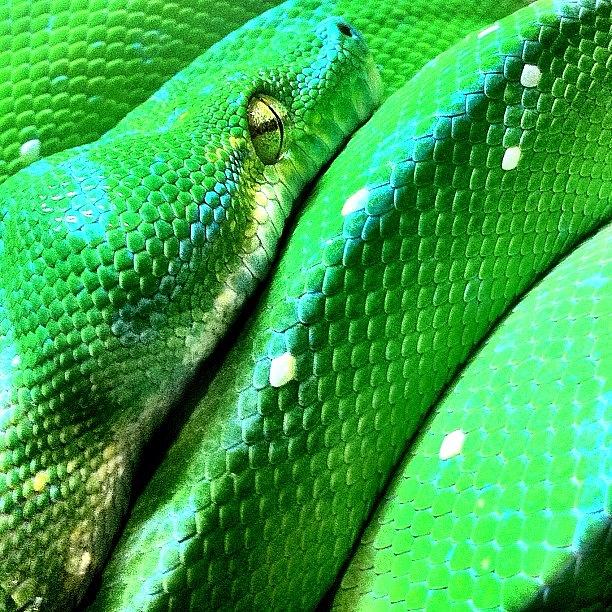Snake Photograph - Met This Guy At Queensland Museum by Brett Starr