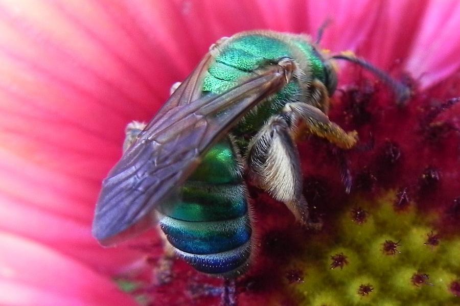 Metallic Green Bee Photograph by Melissa Ferguson | Pixels