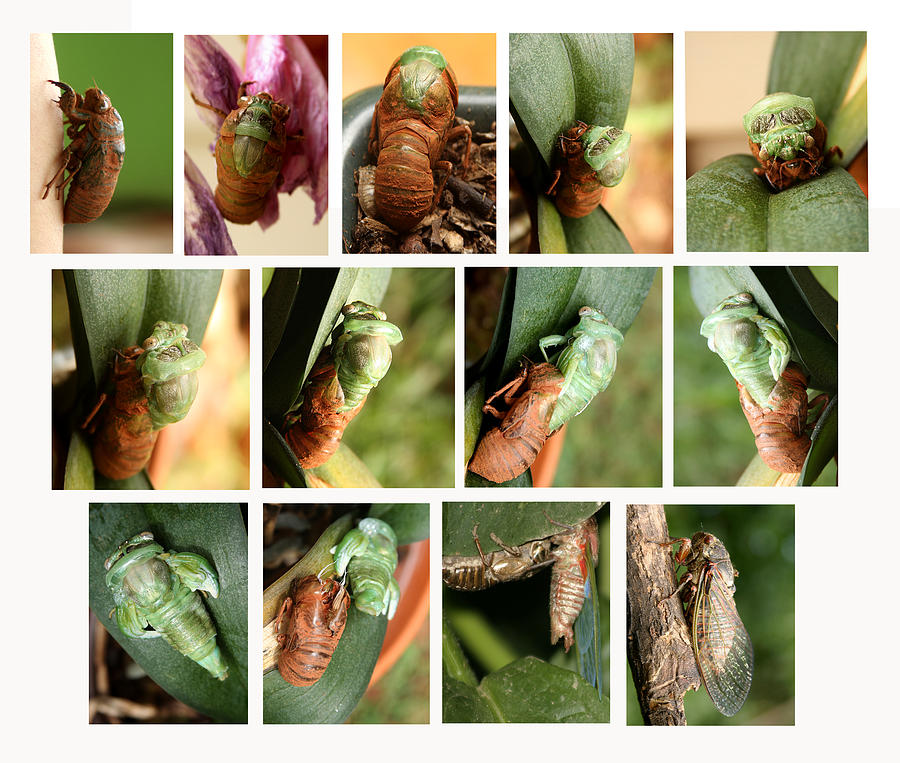 Metamorphosis of a Cicada Photograph by Emanuel Tanjala