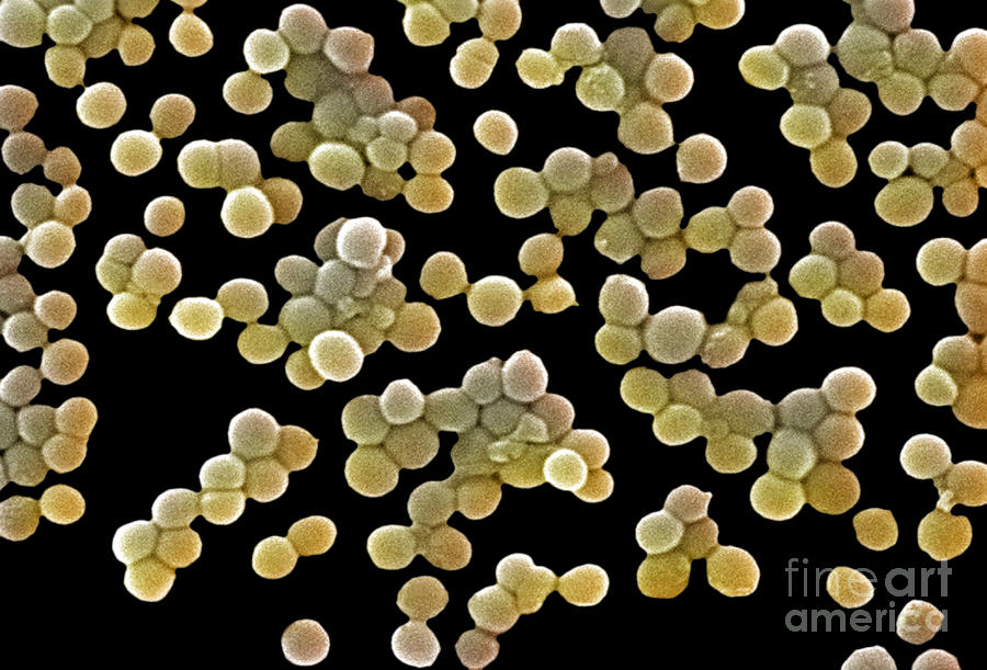 Methicillin-resistant Staphylococcus Photograph by Science Source - Pixels