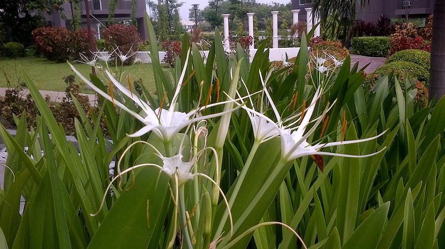 Still Life Photograph - Meus Ortus Flora by SAIGON De Manila 