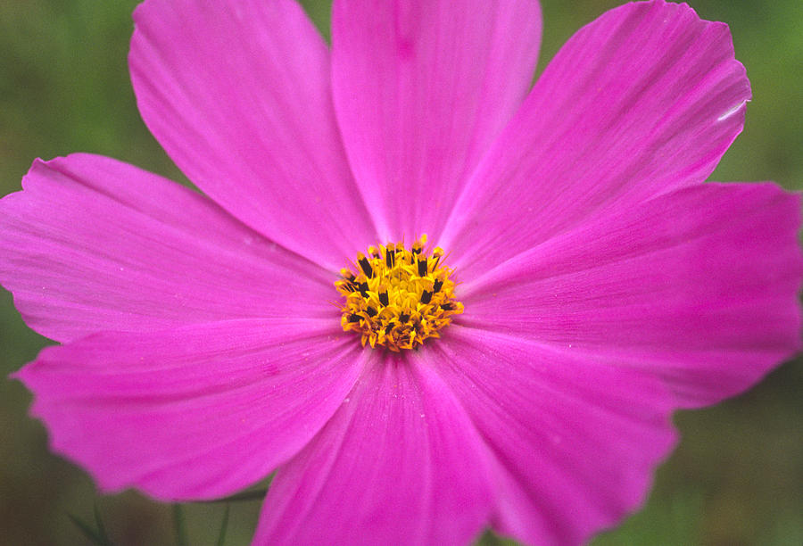 Mexican Aster (cosmos Bipinnatus) Photograph by Dr. Nick Kurzenko ...